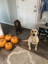 Yellow Male Lab Puppies