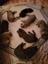 8 wk old silver or chocolate lab puppies