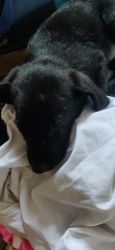 Black Labrador in mumbau