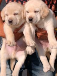 All breeds puppies are available in Jaipur Rajasthan Mob. xxxxxxxxxx