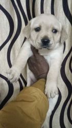 Trust Kennel Labrador Puppies For Sale