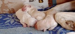 Labrador cute puppies