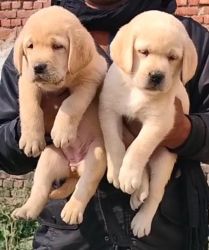 Trust Kennel Labrador Puppies Available