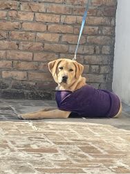 Labrador of 7 months for sale