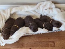 AKC Chocolate Labradors