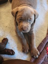 Lab Puppies for sale. Chocolate and silver ones.