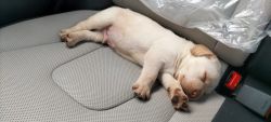 Cute male puppy - 45 days
