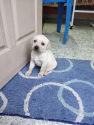 labrador retriever puppy for sale