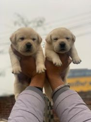 Labrador Puppies Available Here Delhixxxx