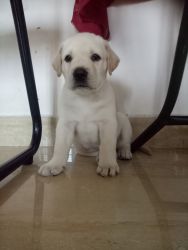 Lab Retriever Female, male puppies available, very cute puppies,