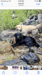 English Labrador retriever pups ready march 20