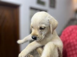 Labrador puppies available at kannur