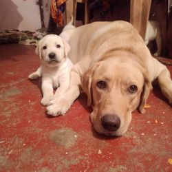 Top quality labrador puppies available