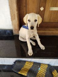 3 months old Labrador retriever for sale