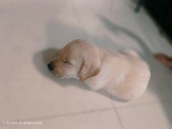 Labrador male puppy Milky white