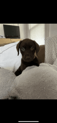 7 chocolate labs for sell
