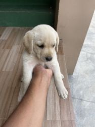 2 Female Labrador Puppies for sale