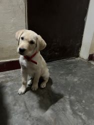 Labradore puppy