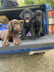 Labrador Retriever available for adoption