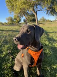 Silver Lab for rehoming in Arizona