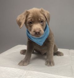 Silver lab male puppy available and ready to go! Birthday 12/11/22