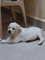 Wanna sell my lab female puppy 45 days old vaccination done