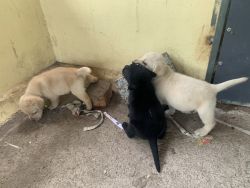 Labrador certified puppies looking for new homes