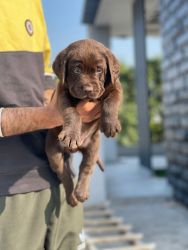 Dog for sale chocolate Labrador puppy Male contact xxxxxxxxxx