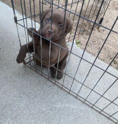puppy for sale