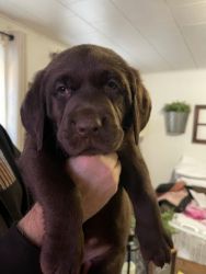 AKC REGISTERED CHOCOLATE LAB PUPPIES