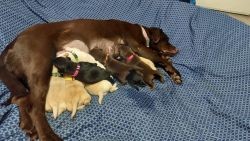 Full Registration AKC Labrador puppies