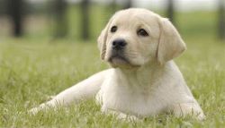 Golden n Black LABRADOR pups available in Low Price