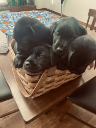 Adorable English black lab pups