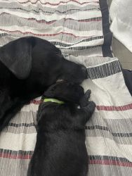 Pure bred lab puppies for dad