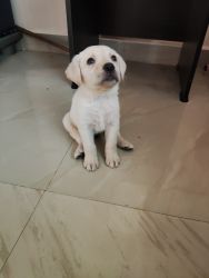 Lab Puppies for Sale