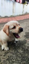 We have a Lab Female Puppy for sale