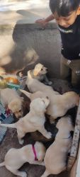 Adorable Labrador puppies up for sale