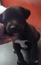 Free puppy 7 weeks old male lab mix