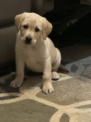 AKC 3 months old - only one left - yellow lab