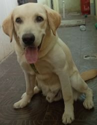 9 Month old Lab Puppy
