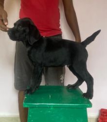 Labrador puppies for sale with kci