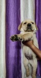 Lab Male puppy for sale