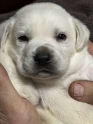 AKC Blockhead Labrador Puppies