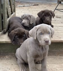 Chocolate and silver Labrador retriever puppies