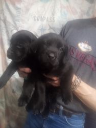 Male lab puppies