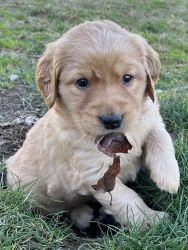 Retriever Puppies Available