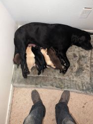 Full blooded labrador retriever puppies