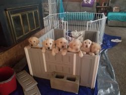5 labrador Retrievers ready for new homes