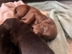 Pointer Labrador Retriever puppies