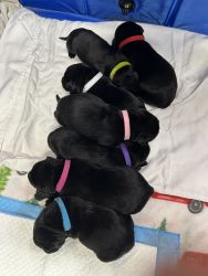 Black Labrador AKC puppies